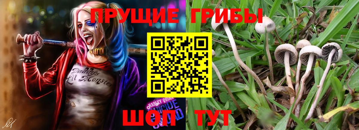 где найти   Галлюциногенные грибы Psilocybe  Вход с VPN  Усть-Илимск 